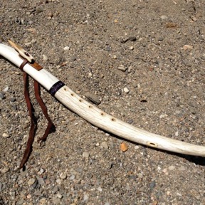 Single Elk Antler Shed  11