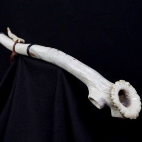 Single Elk Antler Shed 2